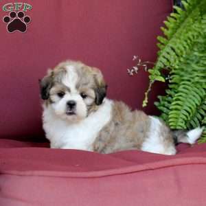 Asher, Shih Tzu Puppy